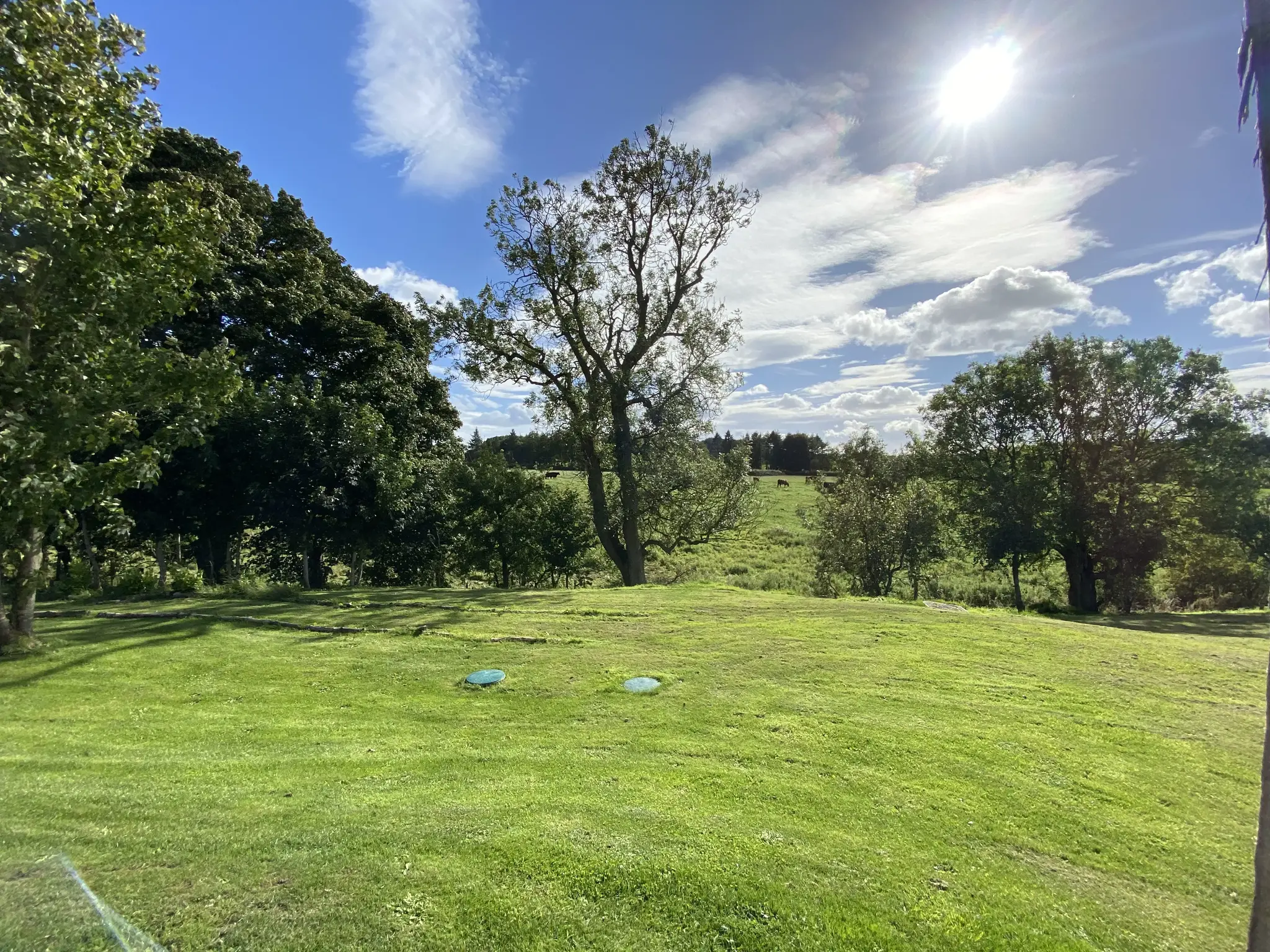 Green grass and sunny fields