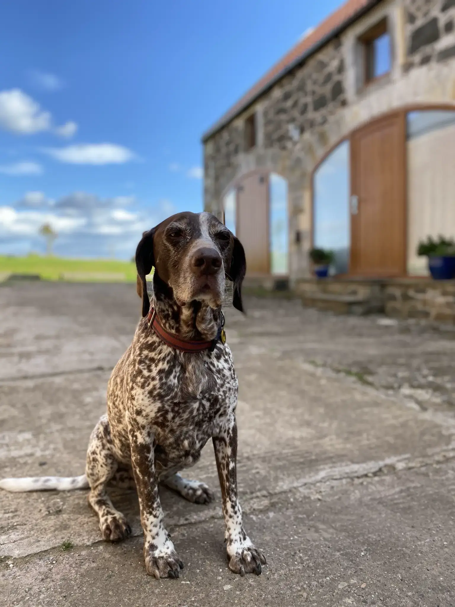 Stone walled cottage wall with a good dog