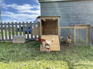 Chicken coop next to the property